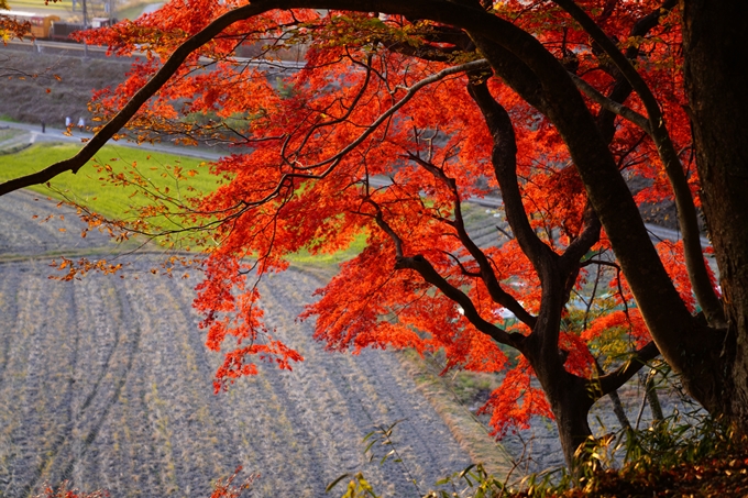 京都の紅葉_2021_16　桑田神社　No14