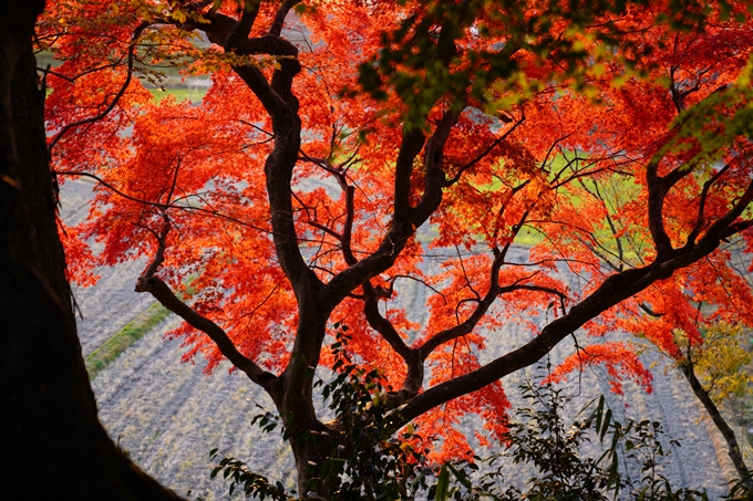 京都の紅葉_2021_16　桑田神社　No15