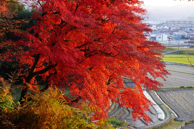 京都の紅葉_2021_16　桑田神社　No16