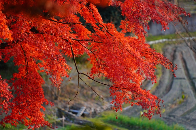 京都の紅葉_2021_16　桑田神社　No18