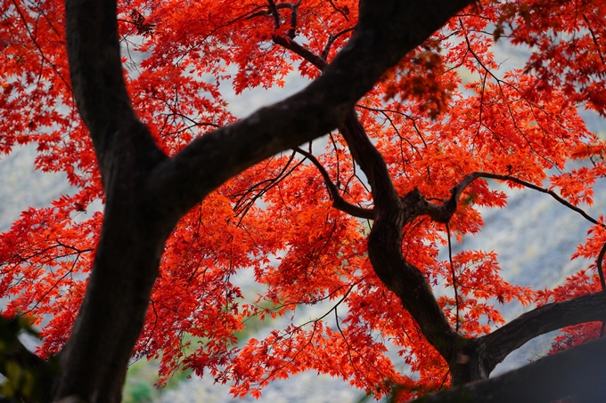 京都の紅葉_2021_16　桑田神社　No21