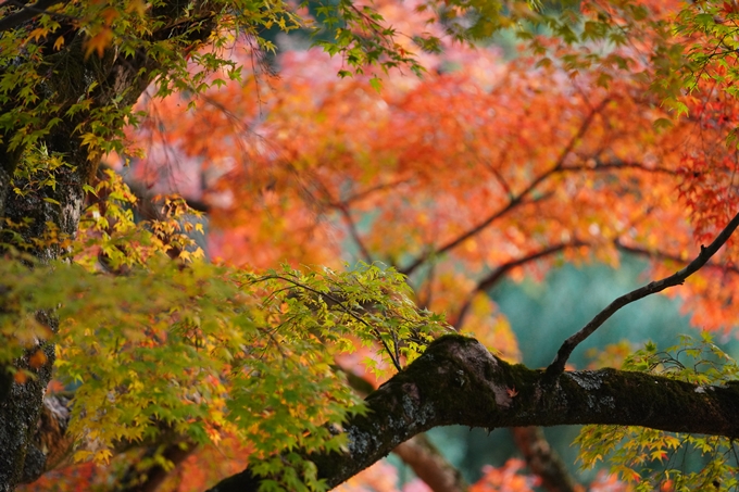 京都の紅葉_2021_16　桑田神社　No23