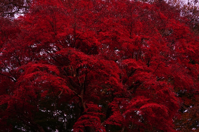 京都の紅葉_2021_16　桑田神社　No26