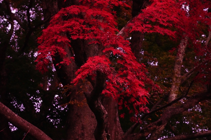 京都の紅葉_2021_16　桑田神社　No27