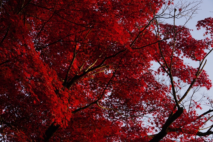 京都の紅葉_2021_17　千手寺_2　No5