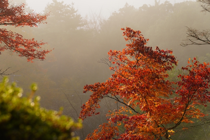 京都の紅葉_2021_17　千手寺_2　No6