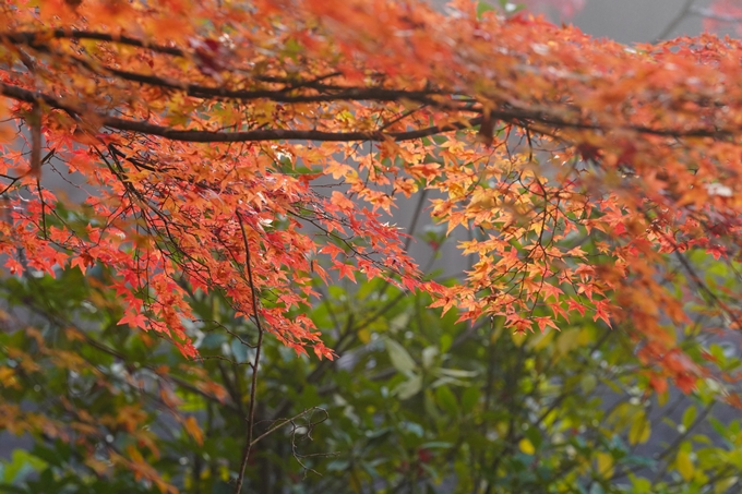 京都の紅葉_2021_17　千手寺_2　No10