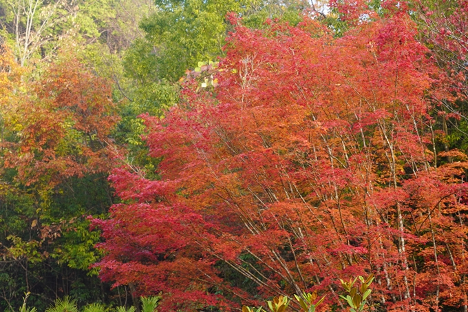 京都の紅葉_2021_17　千手寺_2　No11