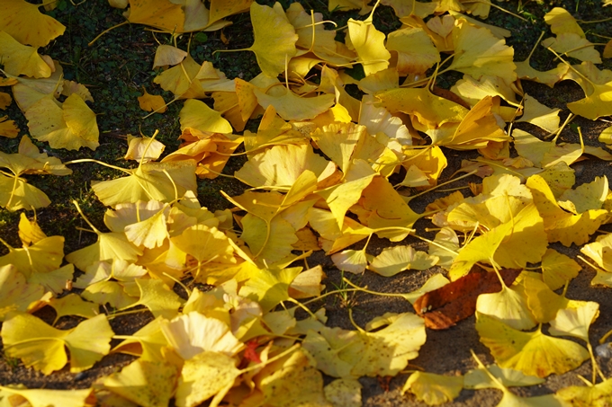 京都の紅葉_2021_17　千手寺_2　No13