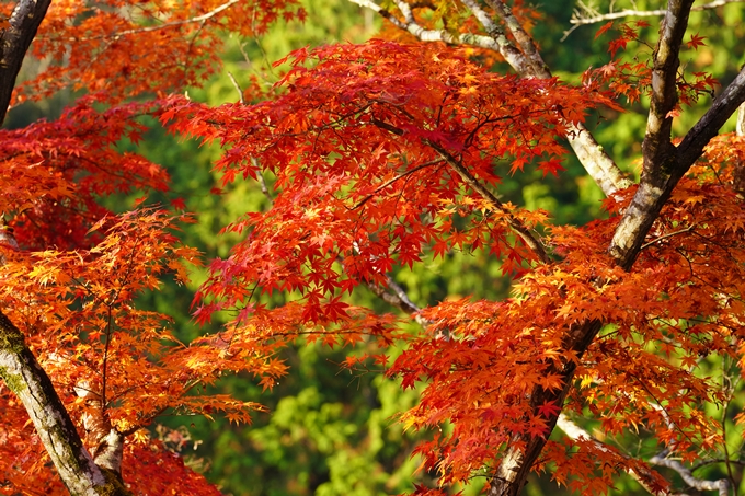 京都の紅葉_2021_17　千手寺_2　No14