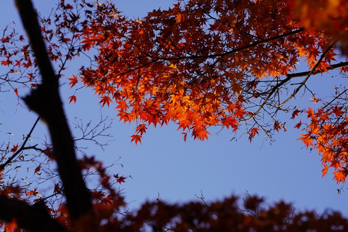 京都の紅葉_2021_17　千手寺_2　No15