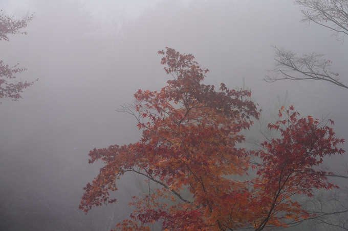 京都の紅葉_2021_17　千手寺_2　No17