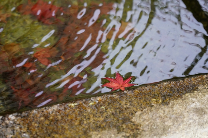 京都の紅葉_2021_17　千手寺_2　No18