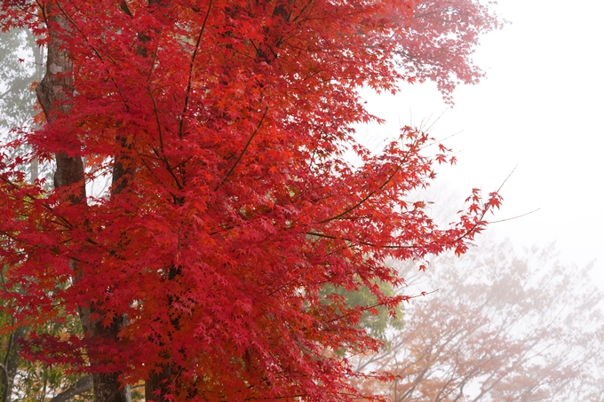 京都の紅葉_2021_17　千手寺_2　No20