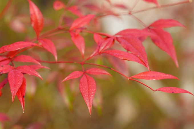 京都の紅葉_2021_17　千手寺_2　No22