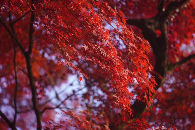 京都の紅葉_2021_17　千手寺_2　No23