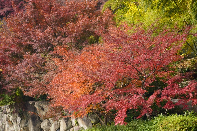 京都の紅葉_2021_18　苗秀寺_2　No12