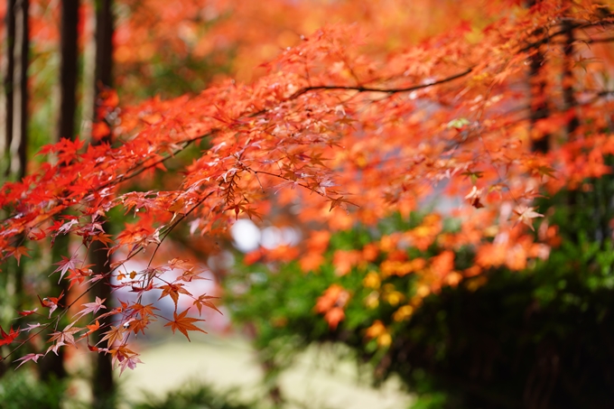 京都の紅葉_2021_18　苗秀寺_2　No14