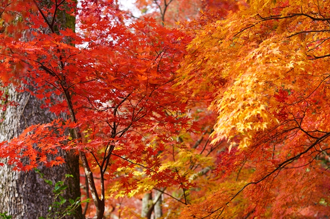 京都の紅葉_2021_18　苗秀寺_2　No15