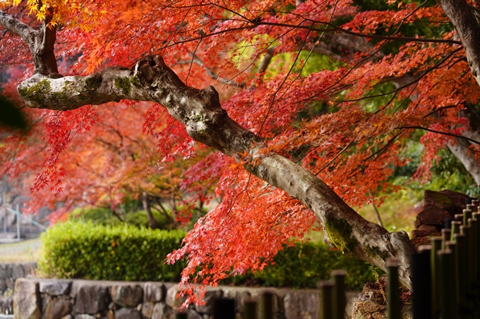 京都の紅葉_2021_18　苗秀寺_2　No16