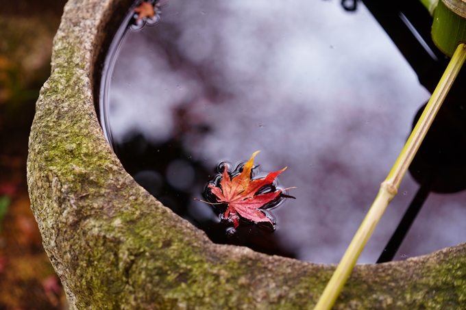 京都の紅葉_2021_18　苗秀寺_2　No17