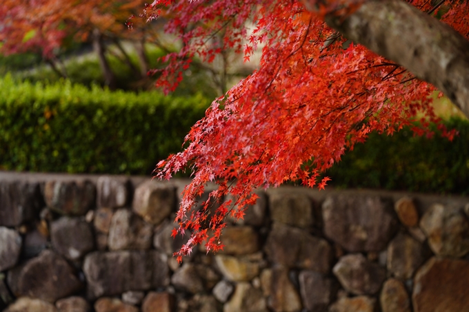 京都の紅葉_2021_18　苗秀寺_2　No18