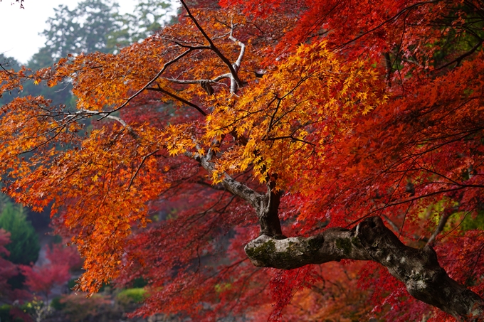 京都の紅葉_2021_18　苗秀寺_2　No19