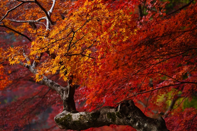 京都の紅葉_2021_18　苗秀寺_2　No20