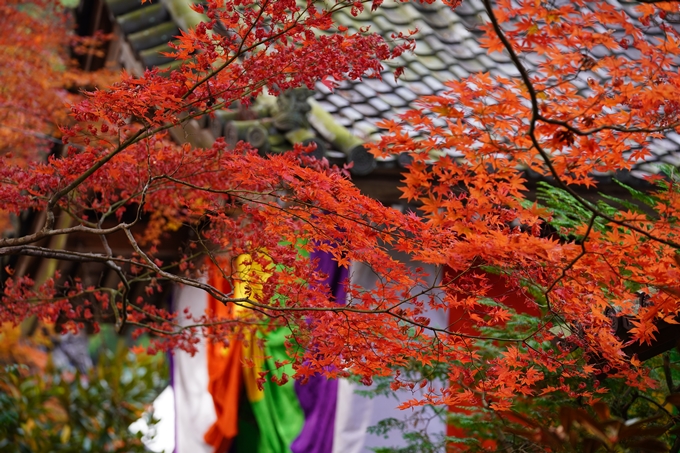 京都の紅葉_2021_18　苗秀寺_2　No22