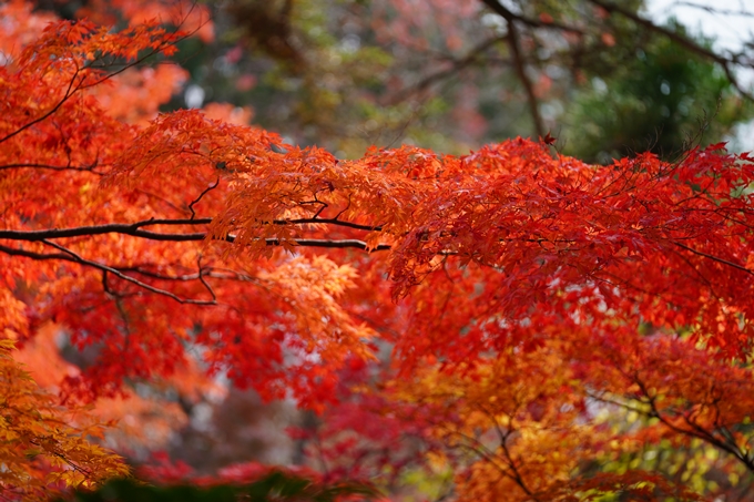 京都の紅葉_2021_18　苗秀寺_2　No23