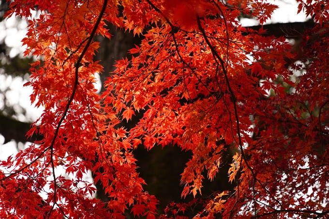 京都の紅葉_2021_18　苗秀寺_2　No24