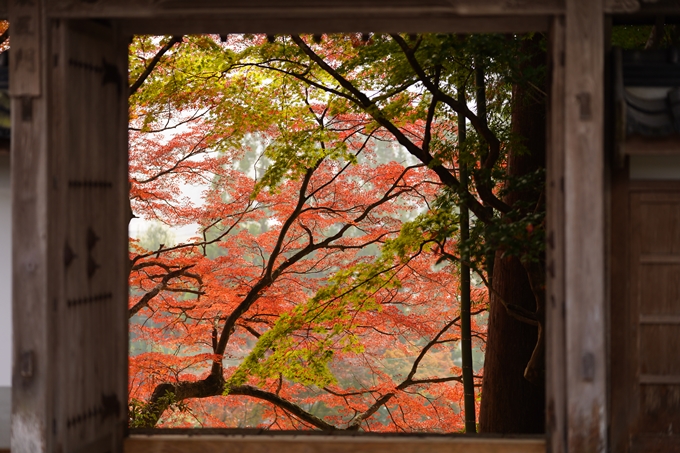 京都の紅葉_2021_18　苗秀寺_2　No25