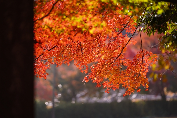 京都の紅葉_2021_18　苗秀寺_2　No27