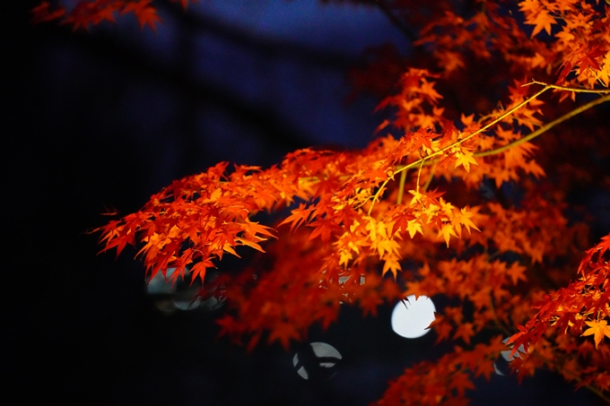 京都の紅葉_2021_19　出雲大神宮　No19