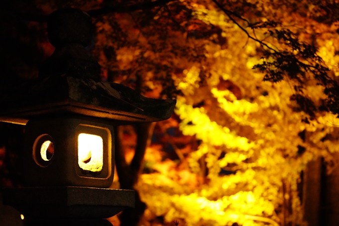 京都の紅葉_2021_19　出雲大神宮　No20