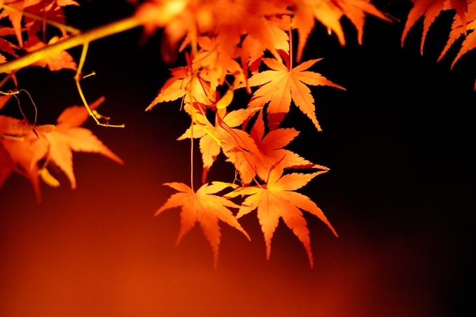 京都の紅葉_2021_19　出雲大神宮　No23