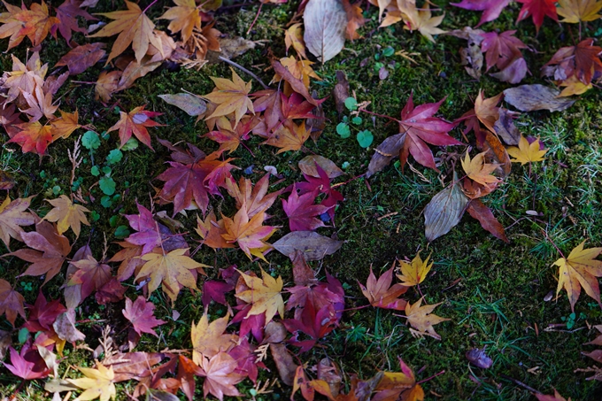 京都の紅葉_2021_20　龍潭寺　No4