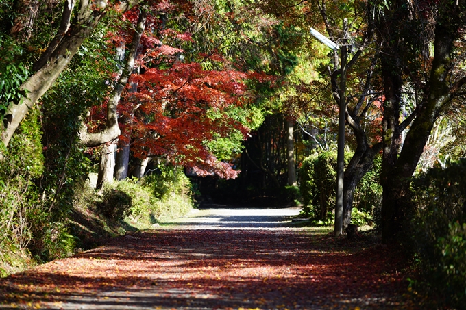 京都の紅葉_2021_20　龍潭寺　No3