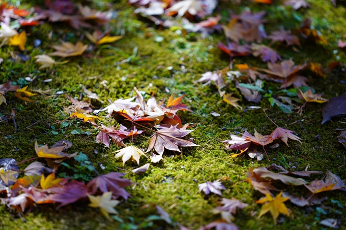 京都の紅葉_2021_20　龍潭寺　No17