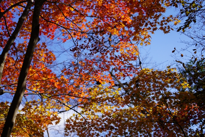 京都の紅葉_2021_20　龍潭寺　No16