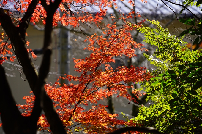 京都の紅葉_2021_20　龍潭寺　No15