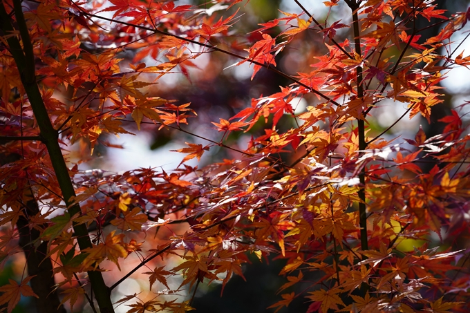 京都の紅葉_2021_20　龍潭寺　No13