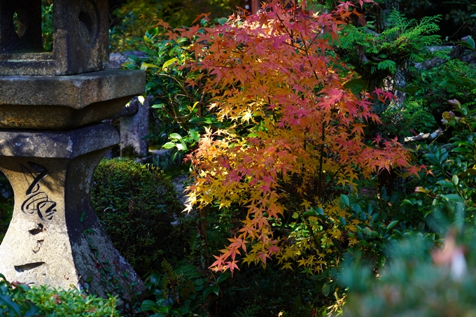 京都の紅葉_2021_20　龍潭寺　No19