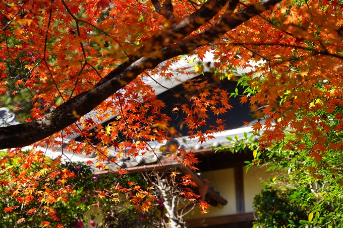 京都の紅葉_2021_22　積善寺　No4