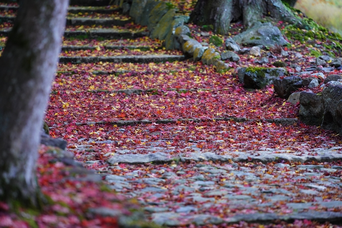 京都の紅葉_2021_22　積善寺　No8