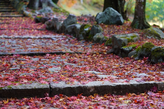 京都の紅葉_2021_22　積善寺　No9