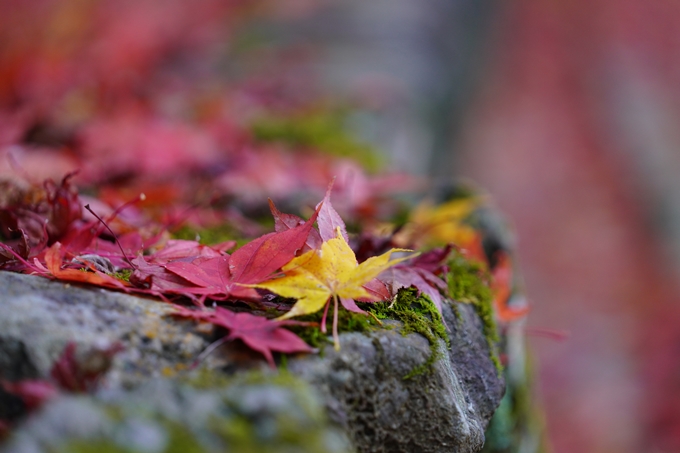 京都の紅葉_2021_22　積善寺　No10