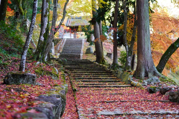 京都の紅葉_2021_22　積善寺　No11