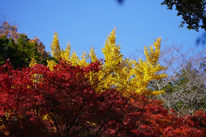 京都の紅葉_2021_22　積善寺　No12