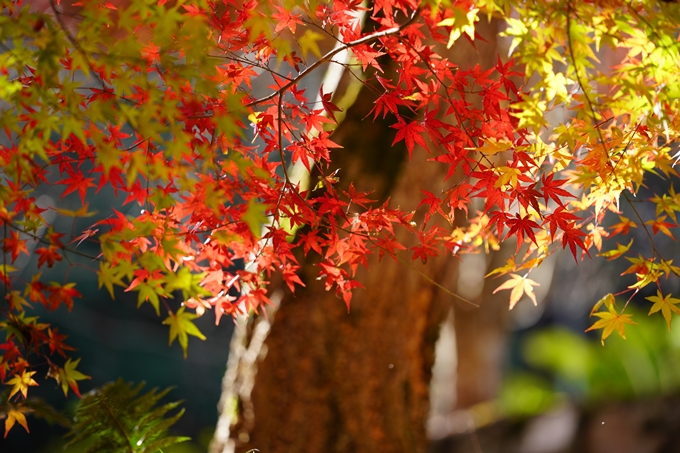 京都の紅葉_2021_22　積善寺　No13